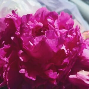 Meet your Posher, Vanessa